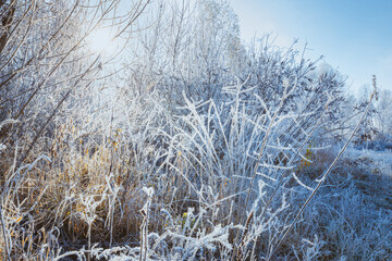 Frosty November morning with sunlight through the white rime ice crystals on tree branches.