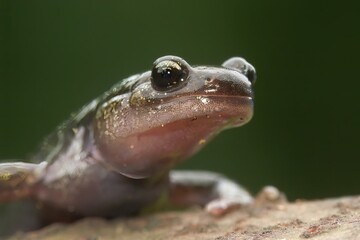 Closeup on a juvenile Japanese endemic Hokkaido salamander, Hynbobius retardatus