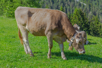 a cow basking in the sun on the alpine meadow  in the apls, germany, europe.
