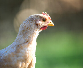 Junges Huhn