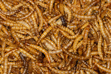 Mealworm food bugs close up