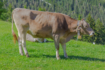 a cow basking in the sun on the alpine meadow  in the apls, germany, europe.