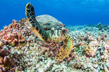 Obraz premium Hawksbill sea turtle on the reef