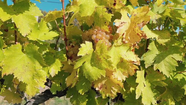 Vineyard with ripe golden grapes in Moldova
