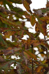 Autumn in Switzerland in the Forest