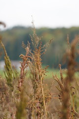 Fototapeta premium Autumn in Switzerland in the Forest