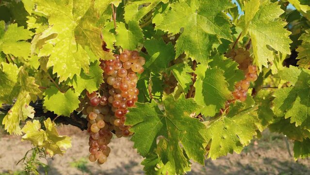 Vineyard with ripe golden grapes in Moldova