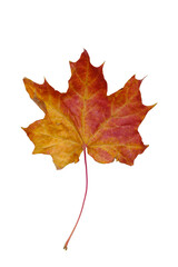 Dry reddened autumn maple leaf on a white background, isolate.