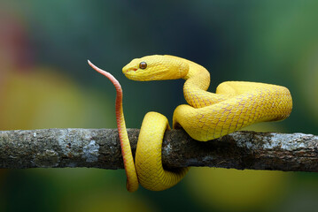 White lipped tree viper in colourful blue background