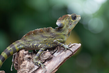 Boyd forest dragon lizard on a tree