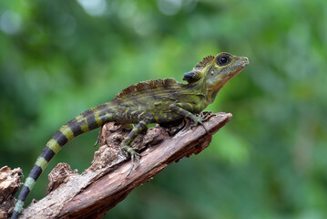 Boyd forest dragon lizard on a tree