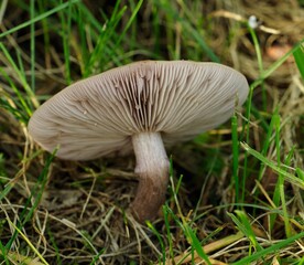 champignon en automne