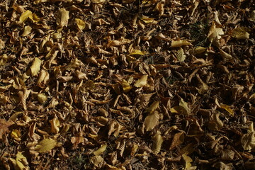 the ground is covered with dry autumn leaves