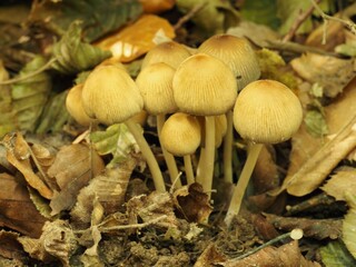 grappe de champignons en sous bois en automne