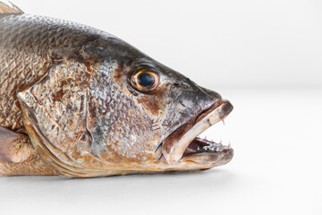 Mangrove gray snapper fish head sharp teeth close up open mouth