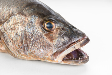 Mangrove gray snapper fish head sharp teeth close up open mouth