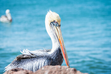 close up portrait of pelin in paracas national park, peru