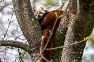 The red panda, Ailurus fulgens, also called the lesser panda.