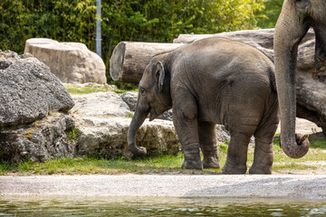Fototapeta premium A young little Asian elephant, Elephas maximus also called Asiatic elephant
