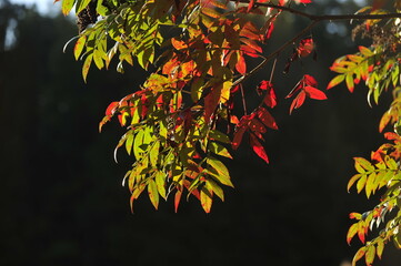 Red and green leaves with dark background