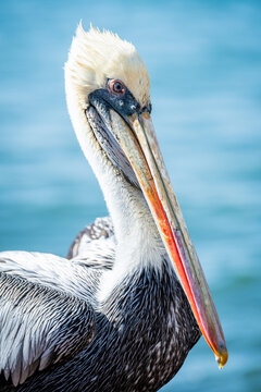 close up portrait of pelin in paracas national park, peru