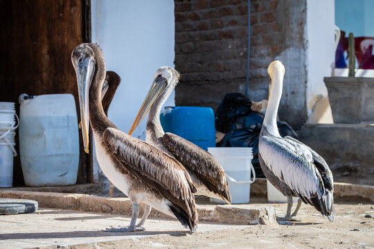 close up portrait of pelin in paracas national park, peru