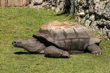 Fototapeta premium Aldabra giant tortoise, Curieuse Marine National Park, Curieuse, Seychelles