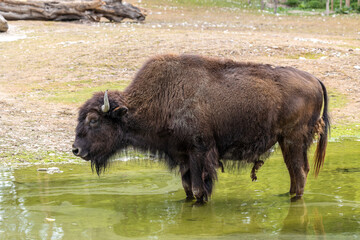American buffalo known as bison, Bos bison in a german park