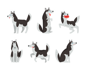 Siberian Husky Purebred Pet in Different Poses Vector Set