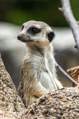 Meerkat, Suricata suricatta sitting on a stone and looking into the distance
