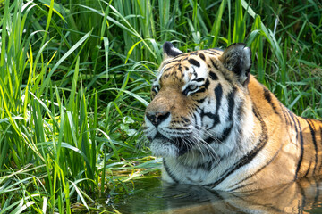 The Siberian tiger,Panthera tigris altaica in a park