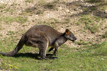 Swamp Wallaby, Wallabia bicolor, is one of the smaller kangaroos
