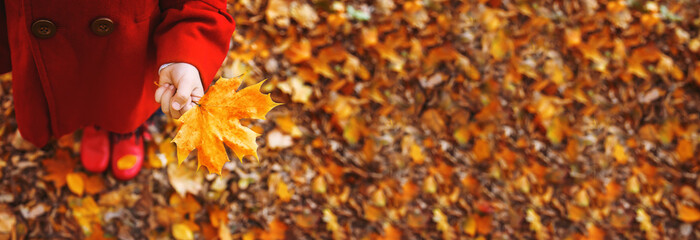beautiful autumn leaves. Golden autumn. Selective focus.