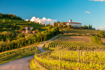 Spring sunset in the vineyards of Rosazzo