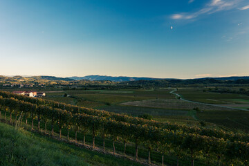 Fototapeta na wymiar Colorful sunset in the vineyards at the border between Italy and Slovenia