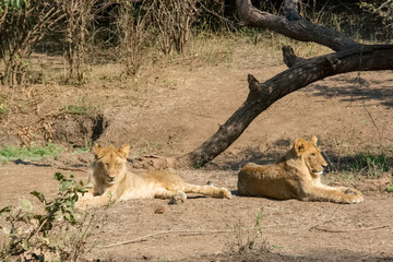 Two lions lying under the sun, Zambia