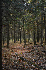 La Plaine 9 Octobre 2022