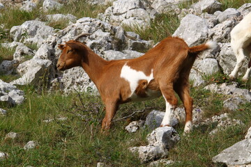 Cabras 