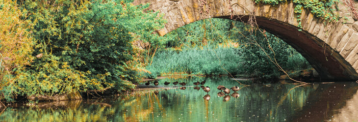 green place bridge in Central Park New York beautiful duck in the lake 