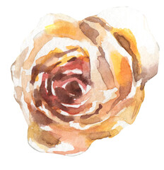 Watercolor english, garden rose illustration. Boho realistic leaves,leaf,stem drawing,dried flowers. Tropical,exotic floral element for frame,wreath, border,bouquet, bohemian wedding card,invite, diy