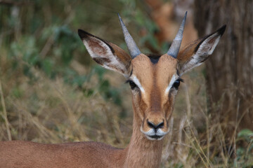 Young Impala Ram portrait, Mkhuze, South Africa
