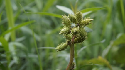 Closeup of seeds of Xanthium strumarium also known Ditchbur,Noogoora, Common, Rough, Burweed, European, Noogoora Burr,Noogoora bur, Sheeps bur.