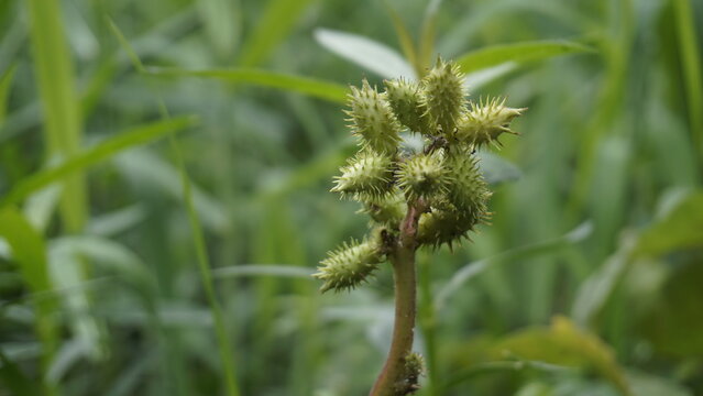 Closeup of seeds of Xanthium strumarium also known Ditchbur,Noogoora, Common, Rough, Burweed, European, Noogoora Burr,Noogoora bur, Sheeps bur.