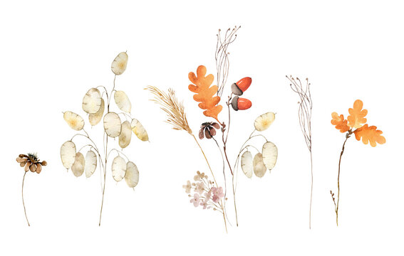 Wildflowers, acorn, fall leaves, herbs boho bouquet painted in watercolor. Dried pampas grass floral arrangement. Botanical boho elements isolated on white. Wedding invitation, greeting, card