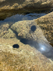  shot of a sea urchin behind salted rocks under the water, Greece