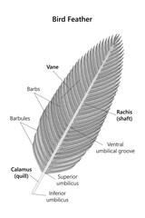 Bird Feather (structure). Vector illustration.