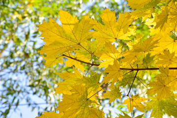 Naklejka na ściany i meble Yellow-green beautiful and large maple leaves on a white sky background. Beautiful background of leaves and sky during the day.
