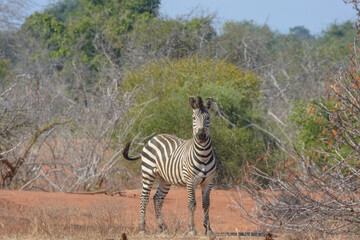 Zebra in the wild, Zambia