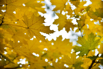 Naklejka na ściany i meble Yellow-green beautiful and large maple leaves on a white sky background. Beautiful background of leaves and sky during the day.