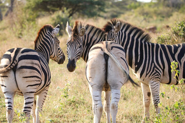 Plains Zebra, Mkhuze, South Africa